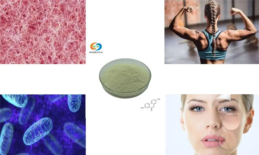 Discover the Top Urolithin A Powder Benefits for Health